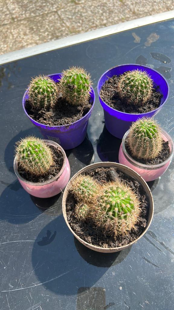 Cactus te kop, Tuin en Terras, Ophalen of Verzenden, Overige soorten, Volle zon
