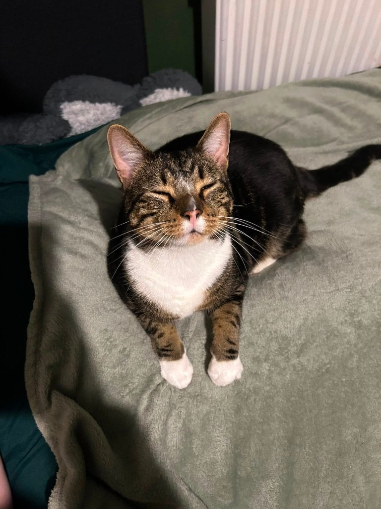 Streepjes kater / kat, Kater, Ontwormd, 3 tot 5 jaar