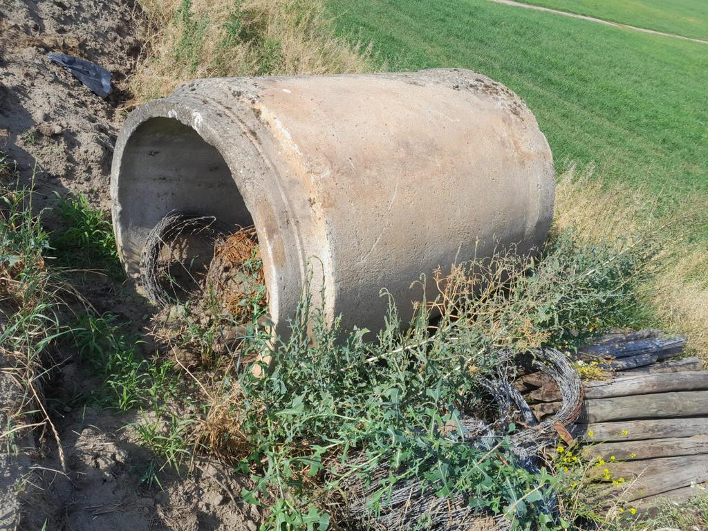 Betonnen duiker, Meerdere dieren, Schaap