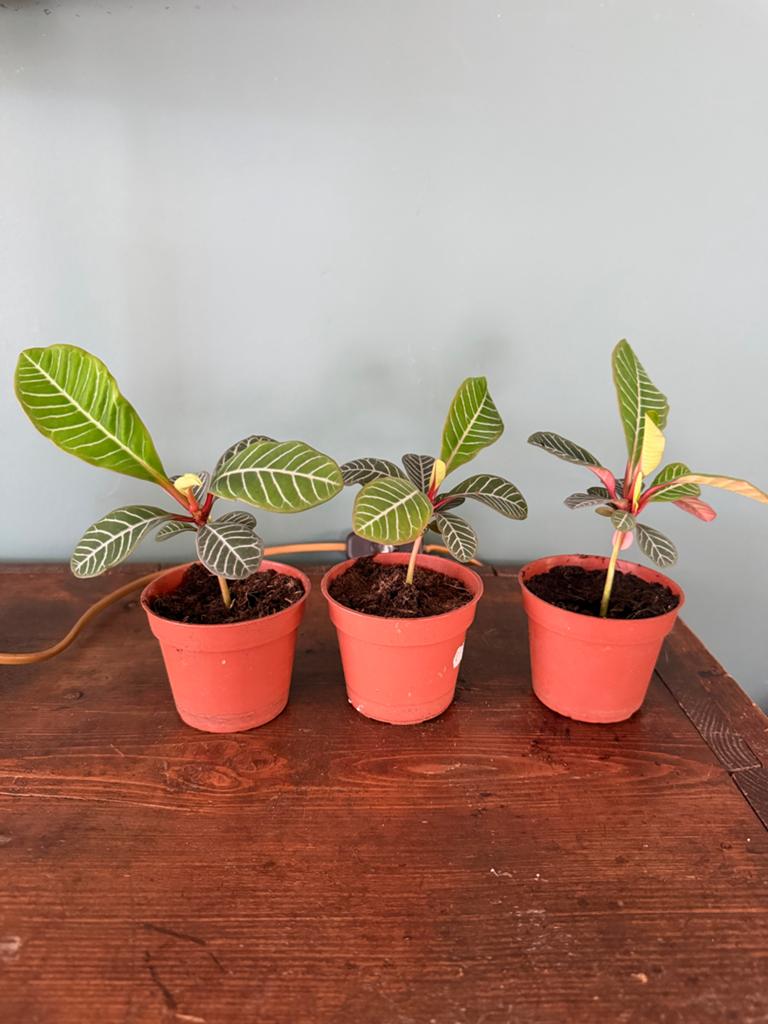 Kleine Madagascar Jewel (Euphorbia leuconeura), Huis en Inrichting, Kamerplanten, Ophalen, Overige soorten, Halfschaduw, In pot