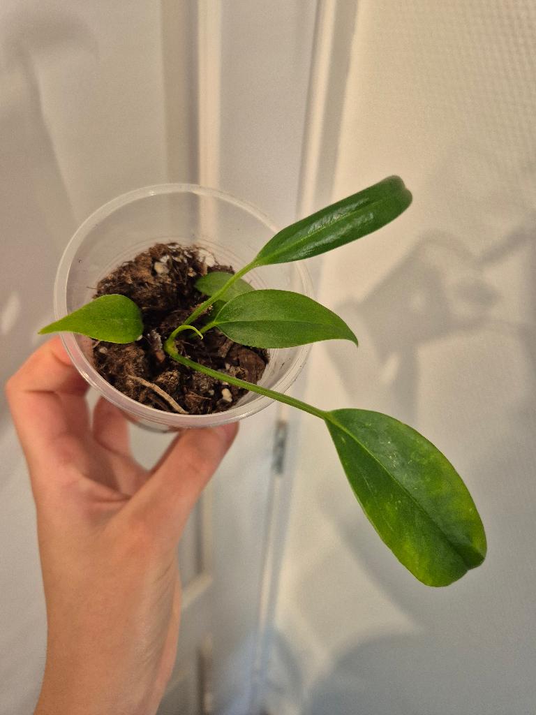 Anthurium Bakerii, Verzenden, Overige soorten, Halfschaduw, Minder dan 100 cm