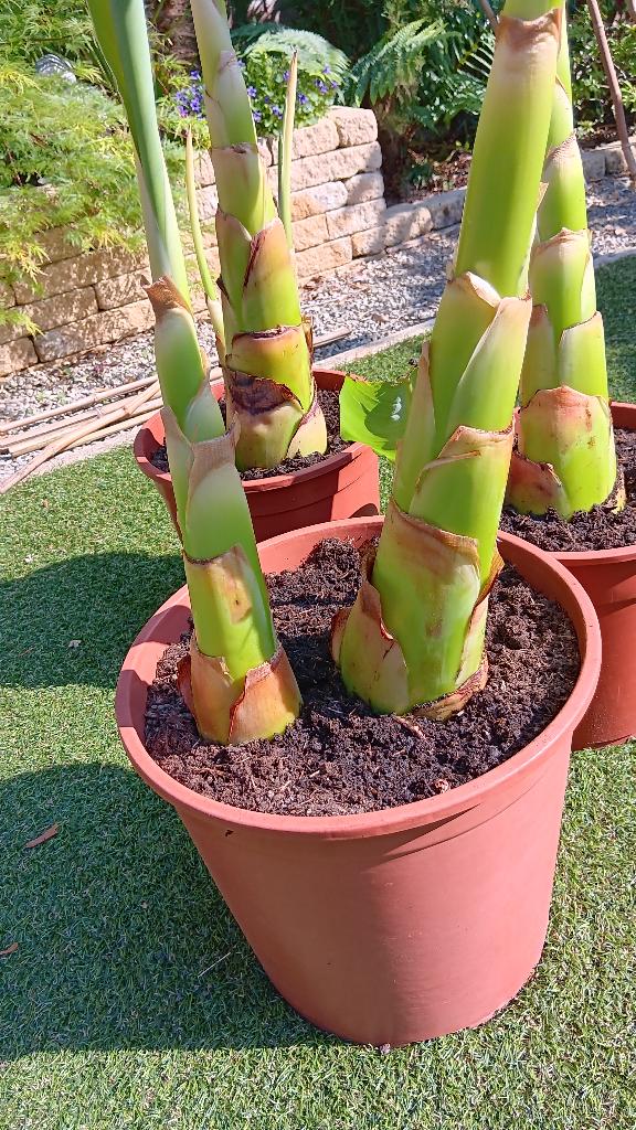 Bananenboom, Ophalen, Volle zon, Overige soorten, Minder dan 100 cm