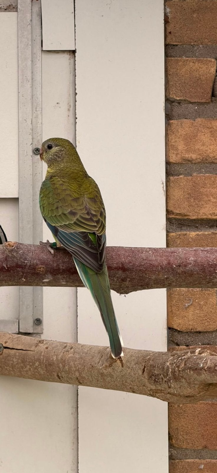 Roodrug pop split blauw, Dieren en Toebehoren, Vogels | Parkieten en Papegaaien, Vrouwelijk, Parkiet, Geringd