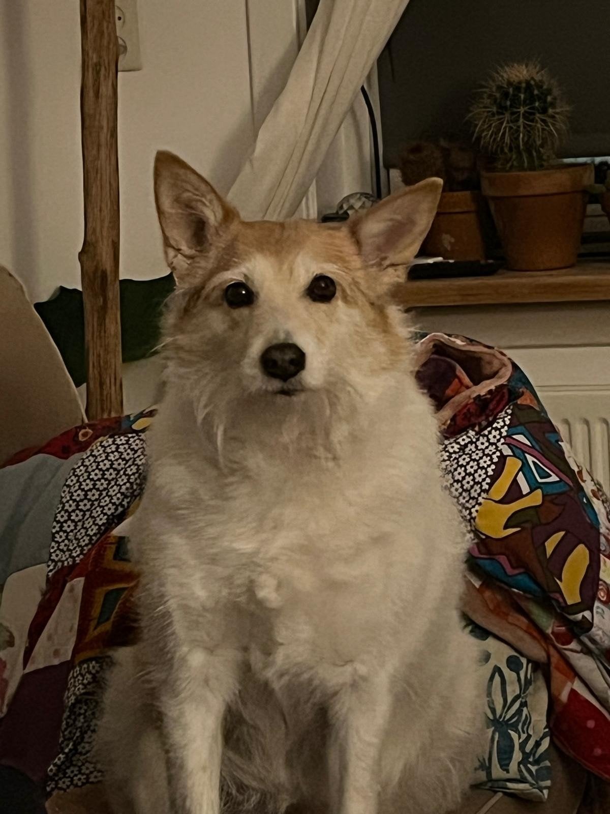 Honden oppas in huiselijke sfeer