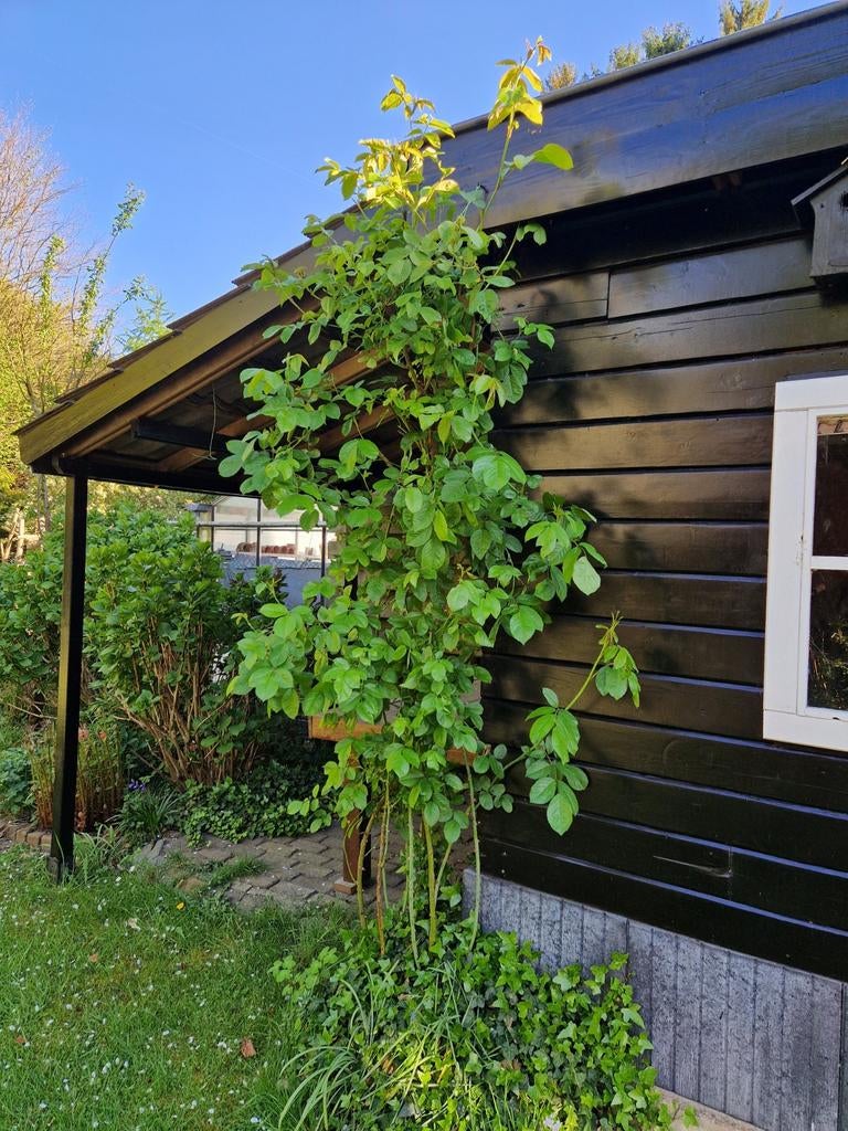 Prachtige witte klimroos, Tuin en Terras, Planten | Bomen, Ophalen, Zomer, Volle zon, Overige soorten