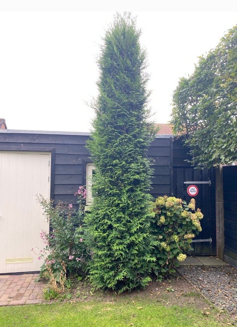 Gratis op te halen: Zeer mooie conifeer van 4.5 meter, Tuin en Terras, Ophalen, Bloeit niet, Overige soorten, Volle zon