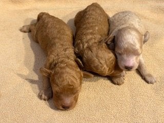 Toy Poedel pups, Dieren en Toebehoren, Poedel, Parvo, 8 tot 15 weken, Meerdere