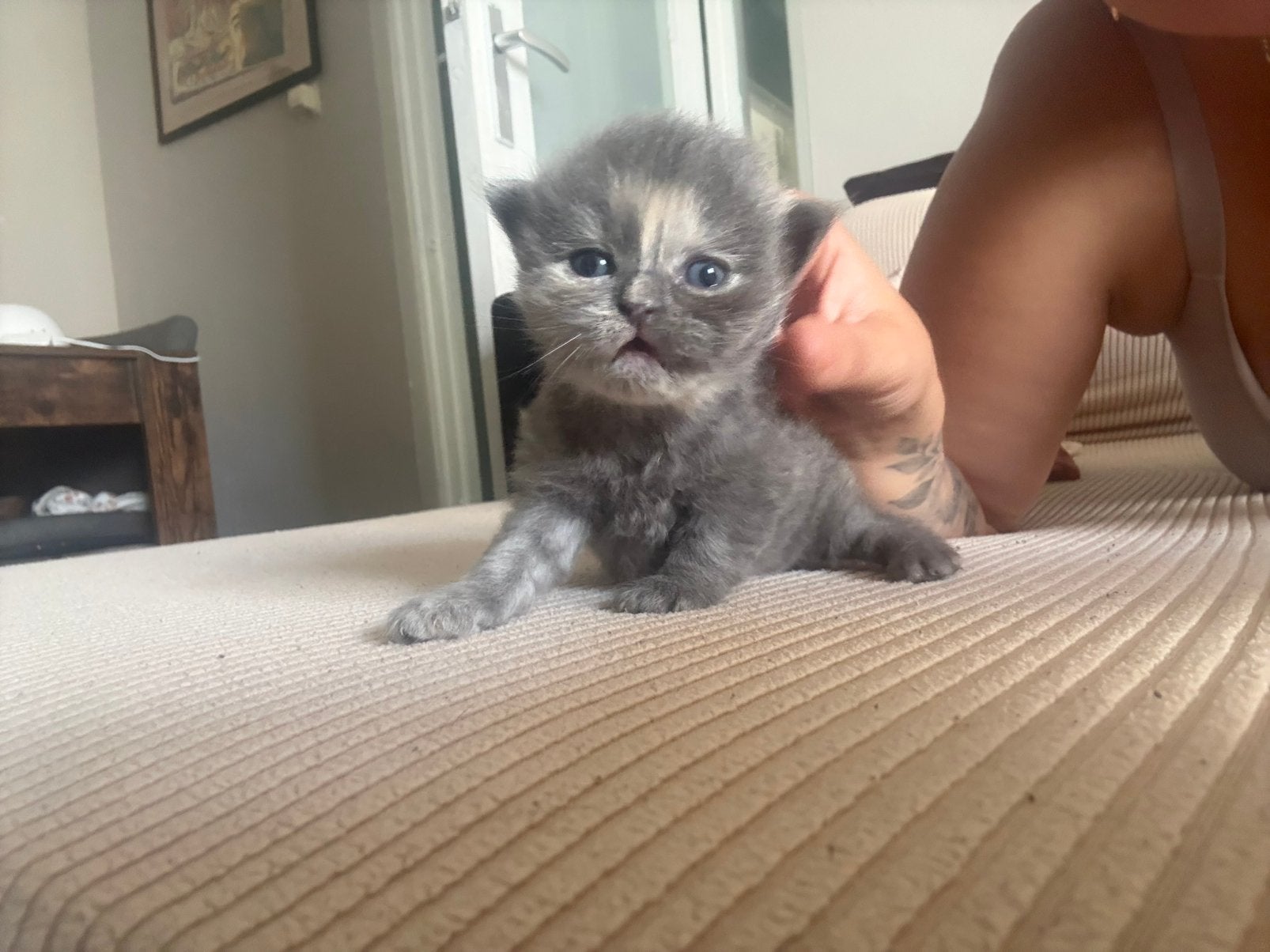 Britse korthaar x ragdoll kittens, Meerdere dieren, Ontwormd
