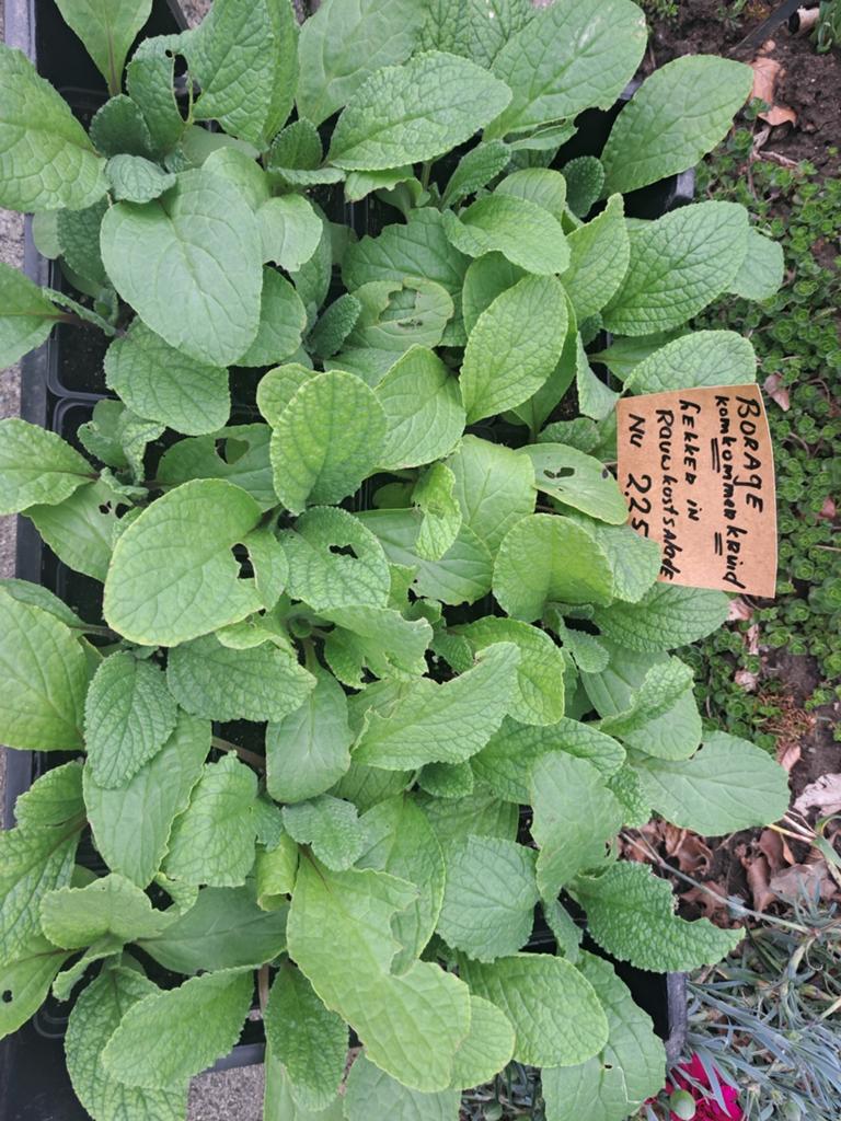 Groente planten komkommer kruid borage,selderie en 10 soorte, Tuin en Terras, Ophalen, Eenjarig, Groenteplanten, Volle zon