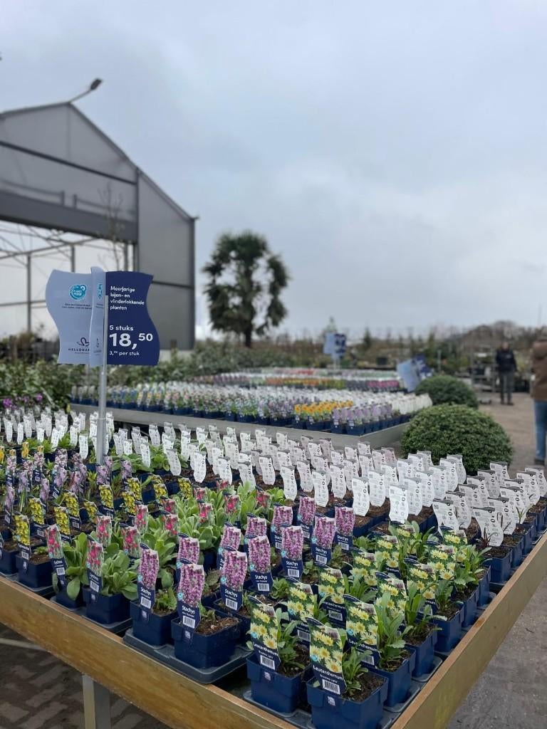 Diverse vaste planten, Tuin en Terras, Planten | Tuinplanten, Vaste plant, Overige soorten, Volle zon, Ophalen