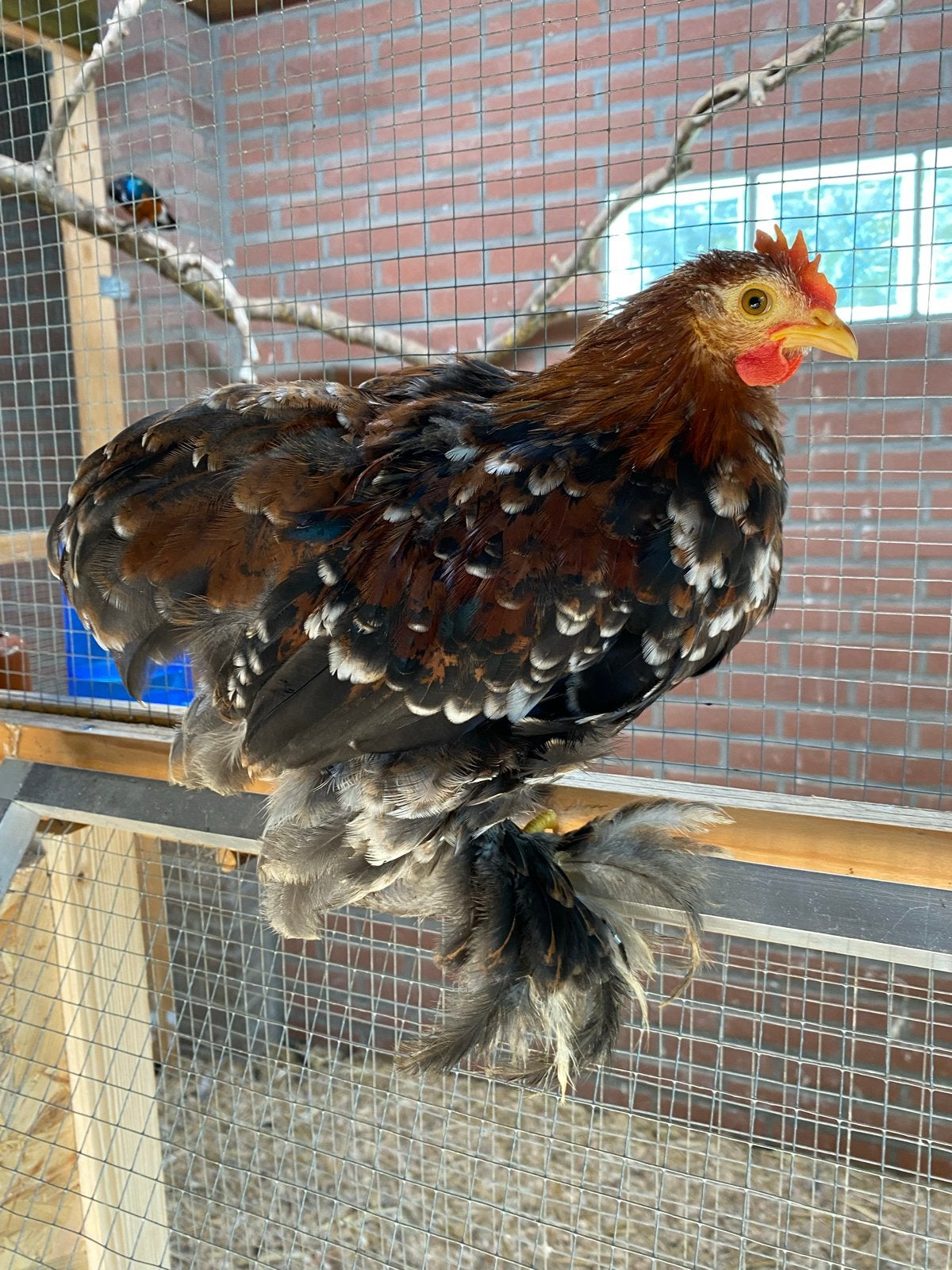 Krielhaan cochin, Dieren en Toebehoren, Mannelijk, Kip