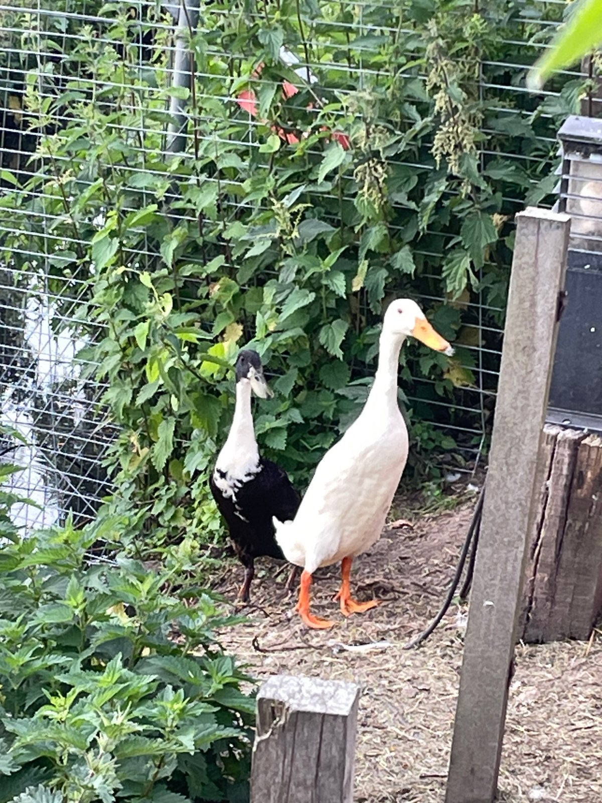 Loopeenden 2 mannen, Mannelijk, Eend