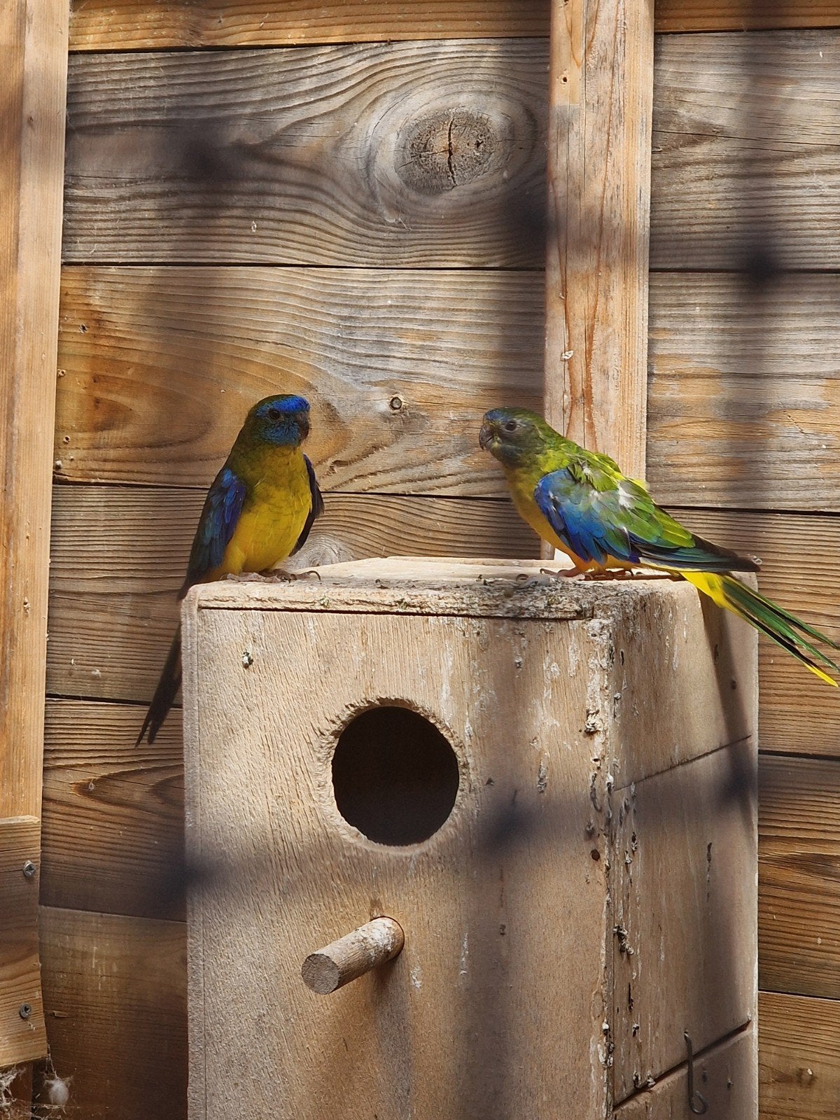 turquoise parkieten man & pop, Meerdere dieren, Parkiet, Geringd