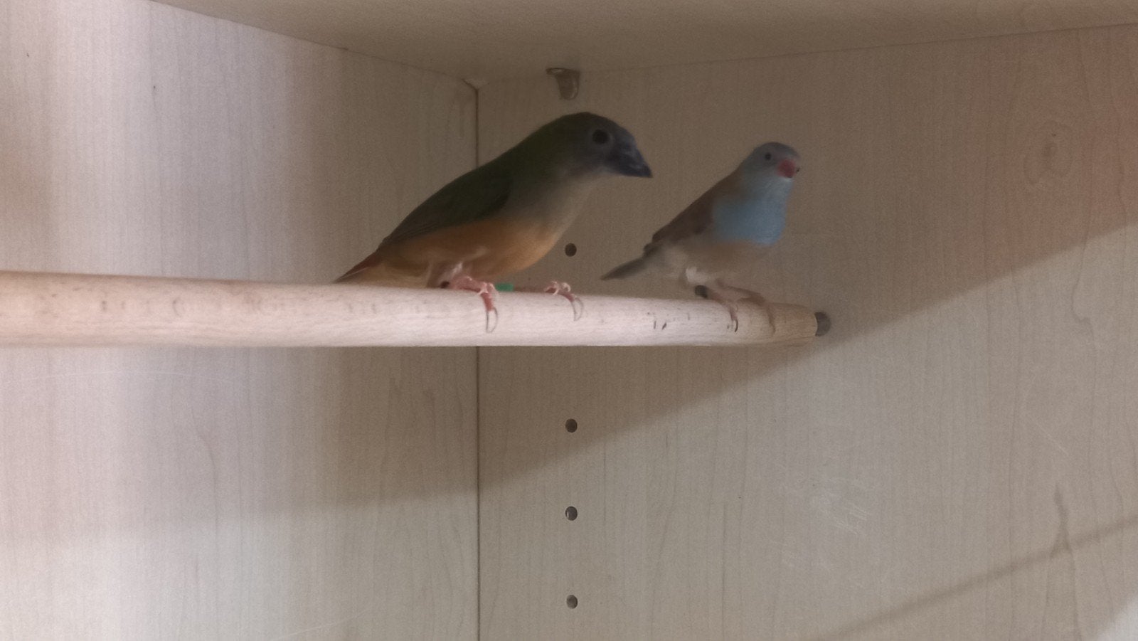 blauwfazantje indische non pearel, Dieren en Toebehoren, Vogels | Overige Vogels, Vrouwelijk