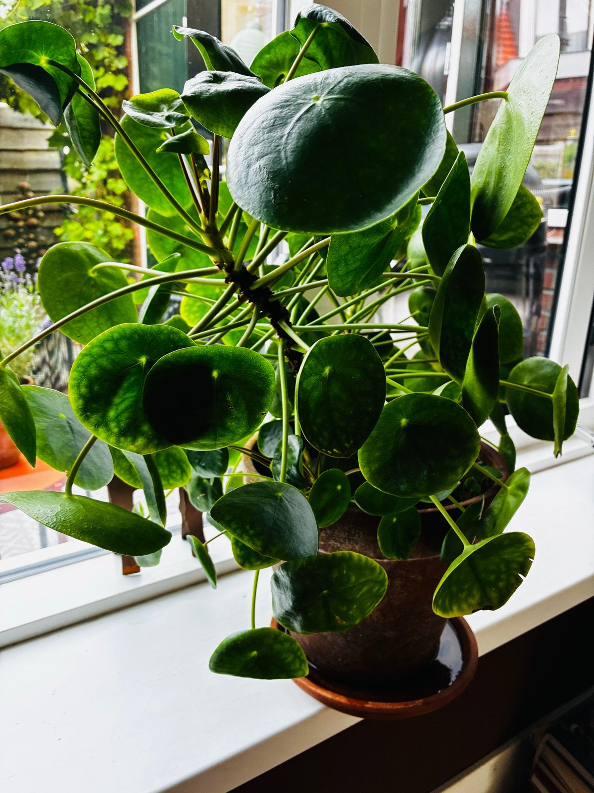 Pannenkoekenplant (Pilea Peperomioides) in pot, Ophalen, Overige soorten, Halfschaduw, In pot