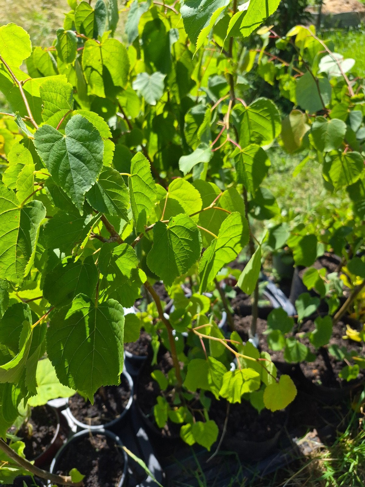 Winter linde, Tilia Cordata, 90cm, in pot, Tuin en Terras, Planten | Bomen, Overige soorten, Minder dan 100 cm, Zomer, Ophalen