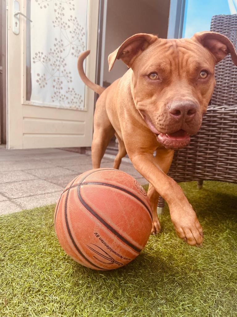 Een hele lieve en sociale Amerikaanse stafford /bully teefje, Dieren en Toebehoren, 15 weken tot 1 jaar, American Staffordshire Terriër