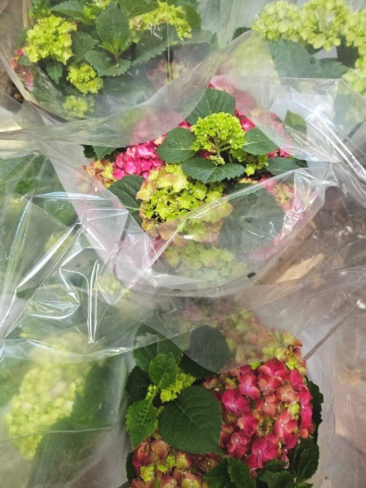 Diverse kleuren Hortensia GRATIS bezorgd in Leeuwarden!, Vaste plant, Halfschaduw, Zomer, Ophalen