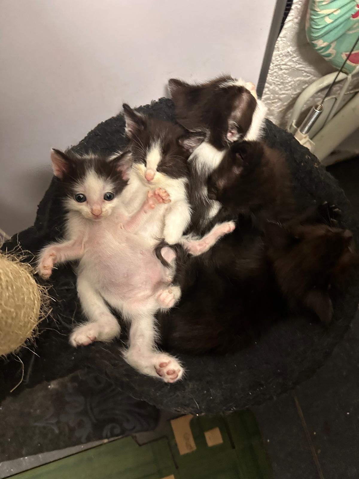 Ragdoll X Europese korthaar kittens, Dieren en Toebehoren, Meerdere dieren