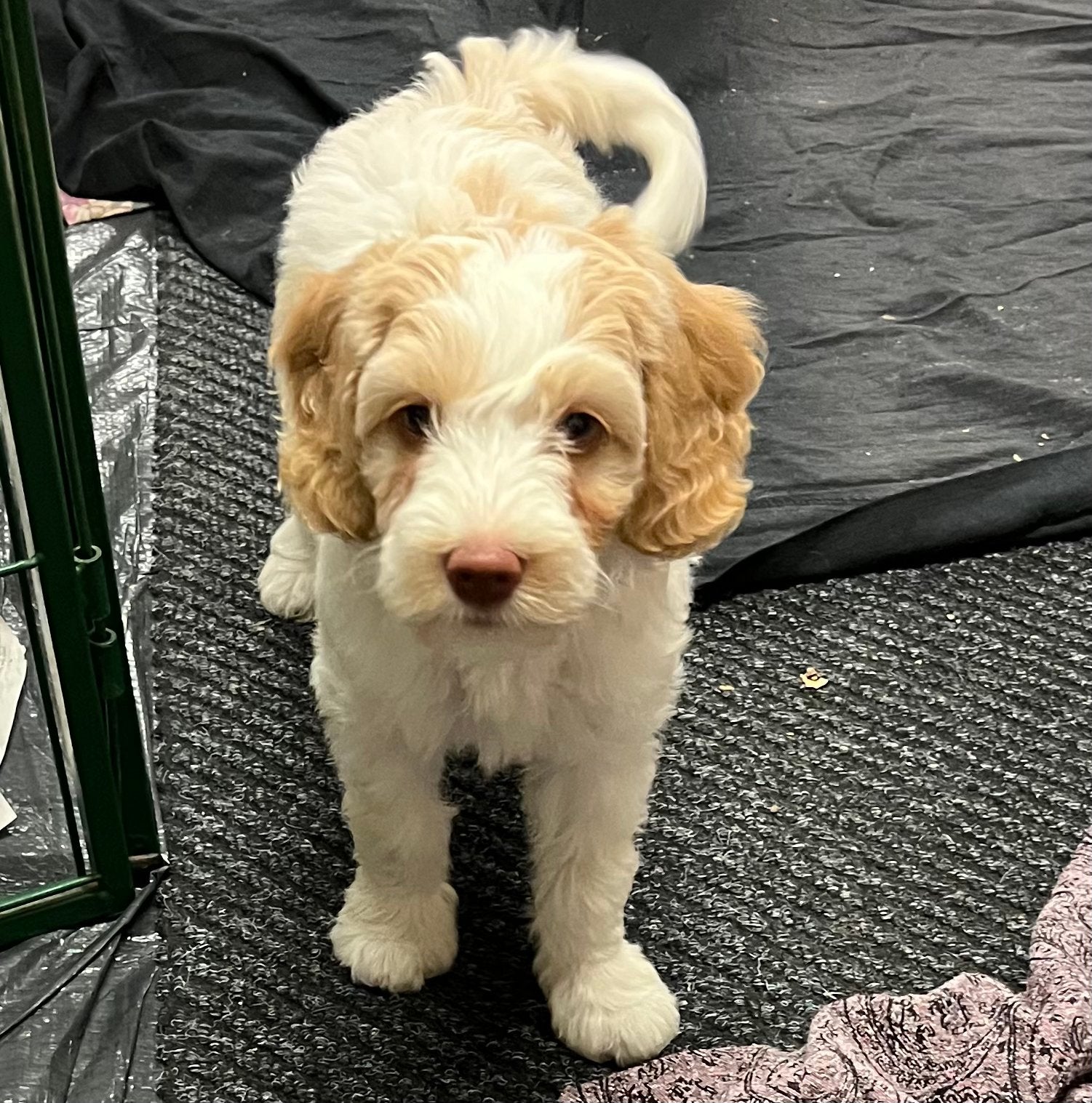 Labradoodle pups teefjes, Parvo, Overige rassen, 8 tot 15 weken, Teef