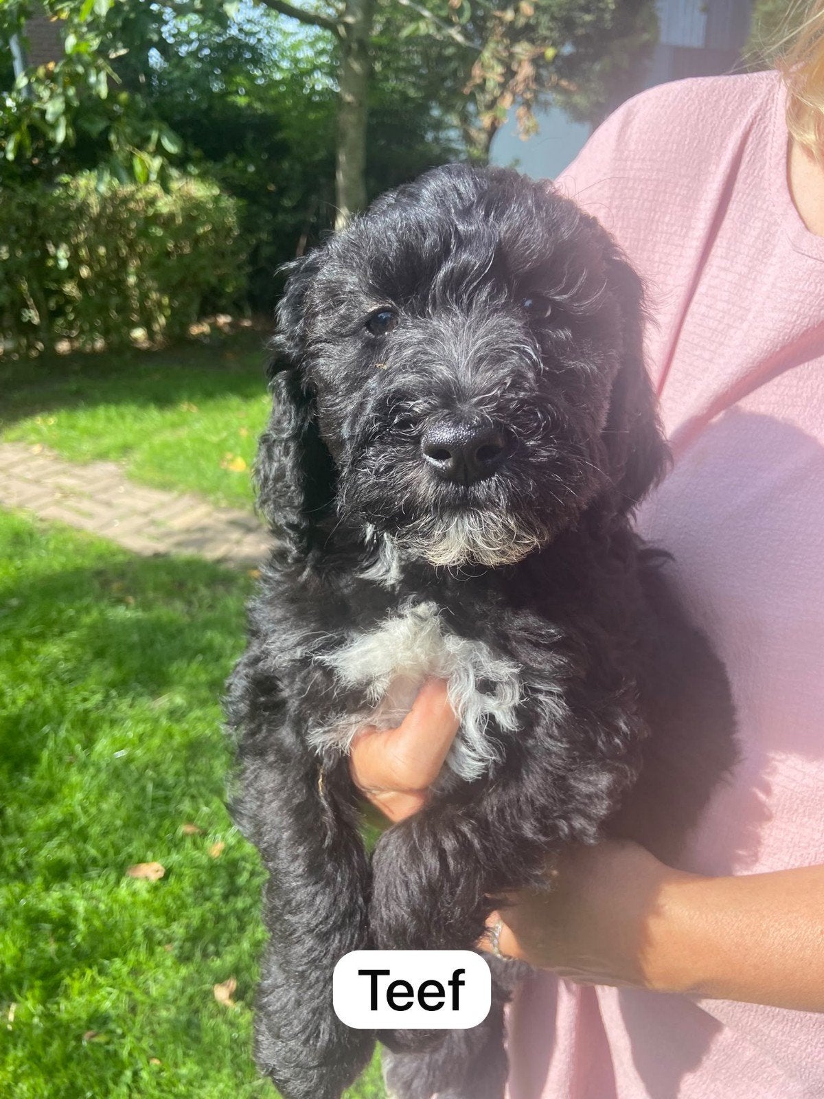 mooie vrolijke doodle pups, Dieren en Toebehoren, Overige rassen, CDV (hondenziekte), 8 tot 15 weken, Meerdere