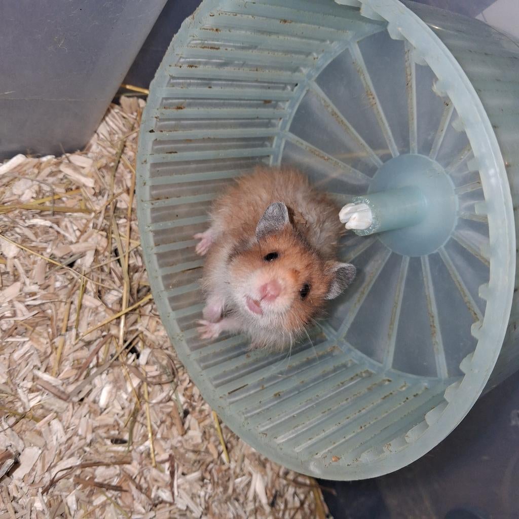 Tamme Baby hamsters, syrische hamsters, goudhamsters, Hamster, Januari, Meerdere dieren, Tam