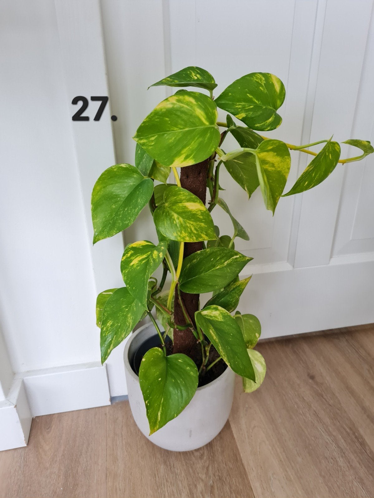 Kamerplant epipremnum aureum, Huis en Inrichting, Kamerplanten, Ophalen of Verzenden, Halfschaduw, Minder dan 100 cm