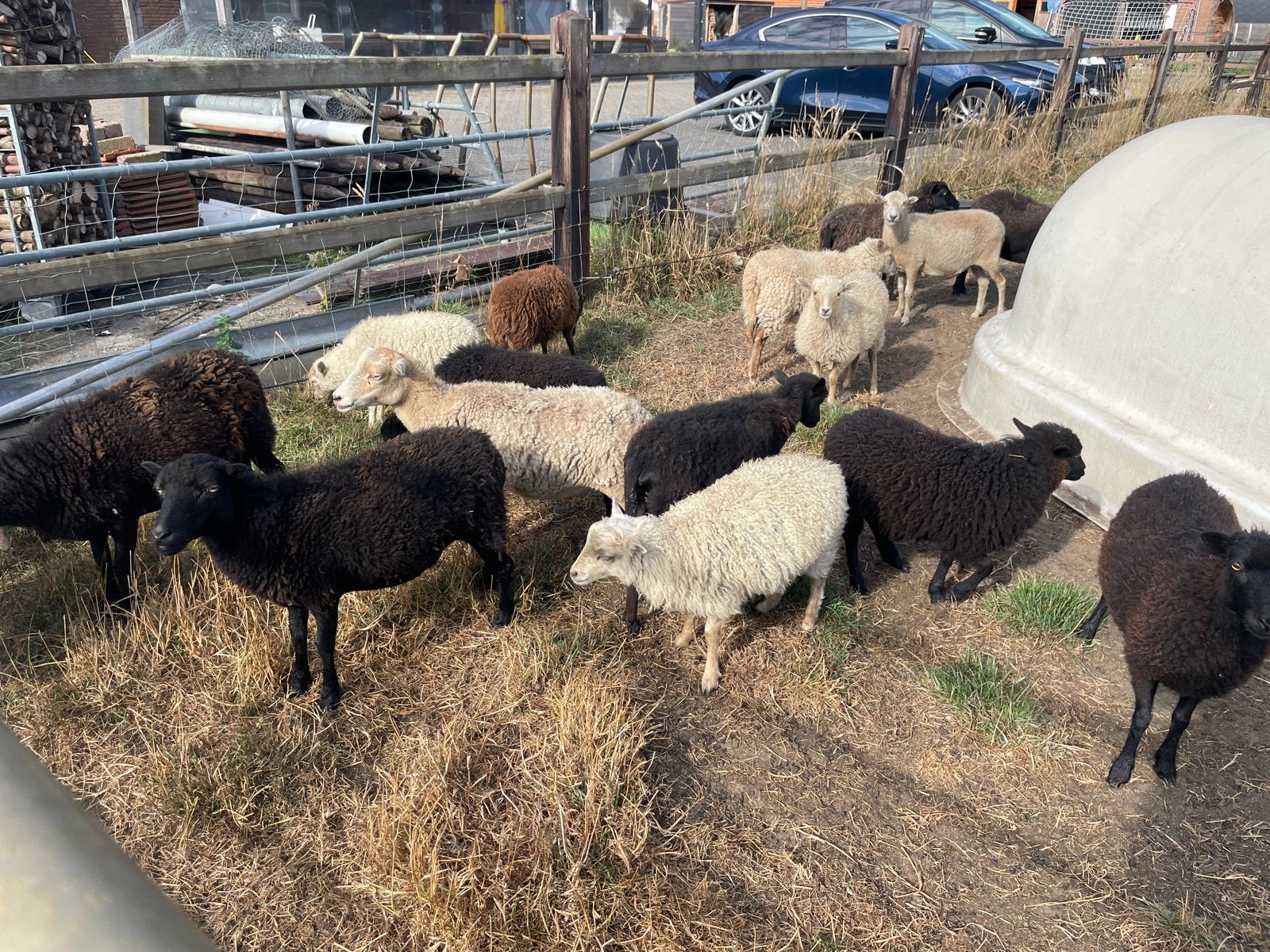 quessant schapen, Meerdere dieren, Schaap