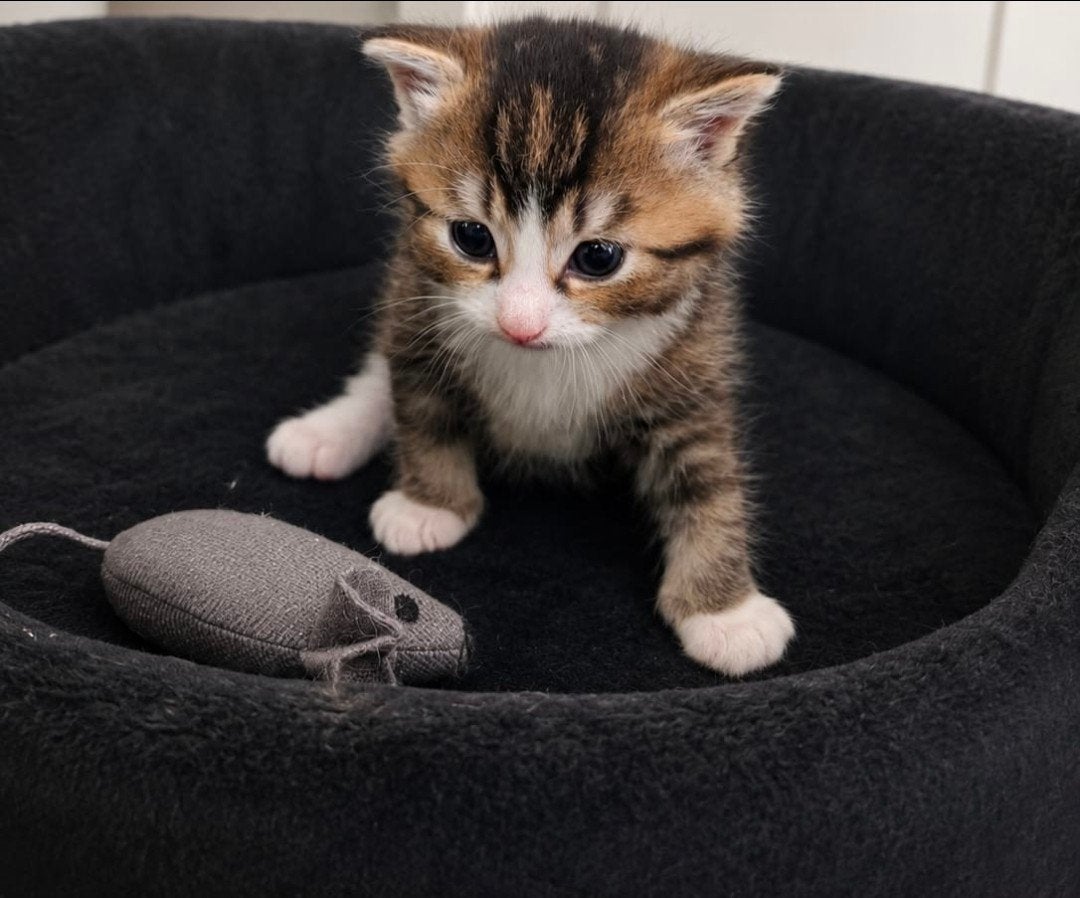 kitten abessijn mix, Kater, Kortharig, 0 tot 2 jaar