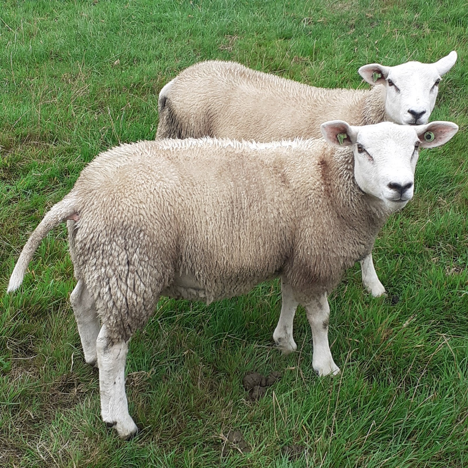 dekrammen zwoegervrij gecertificeerd, Dieren en Toebehoren, Mannelijk, Schaap