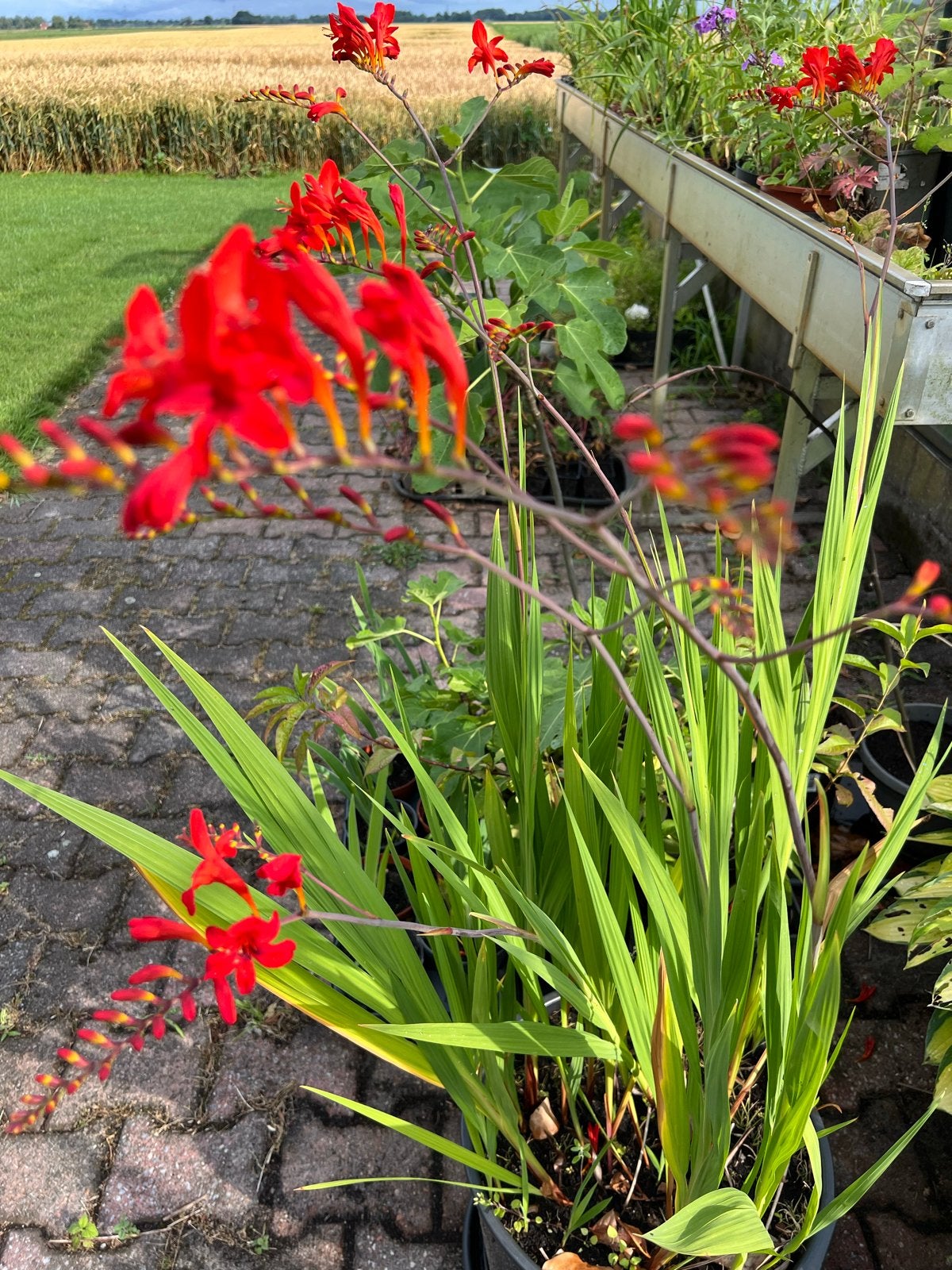 Crocosmia 'Lucifer' - Vurige Rode Montbretia, Tuin en Terras, Volle zon, Vaste plant, Zomer, Ophalen