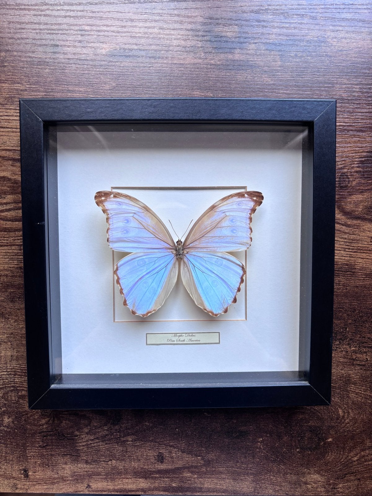 Ingelijste Morpho Didius vlinder - Prachtige decoratie, Ophalen, Gebruikt, Insect, Opgezet dier