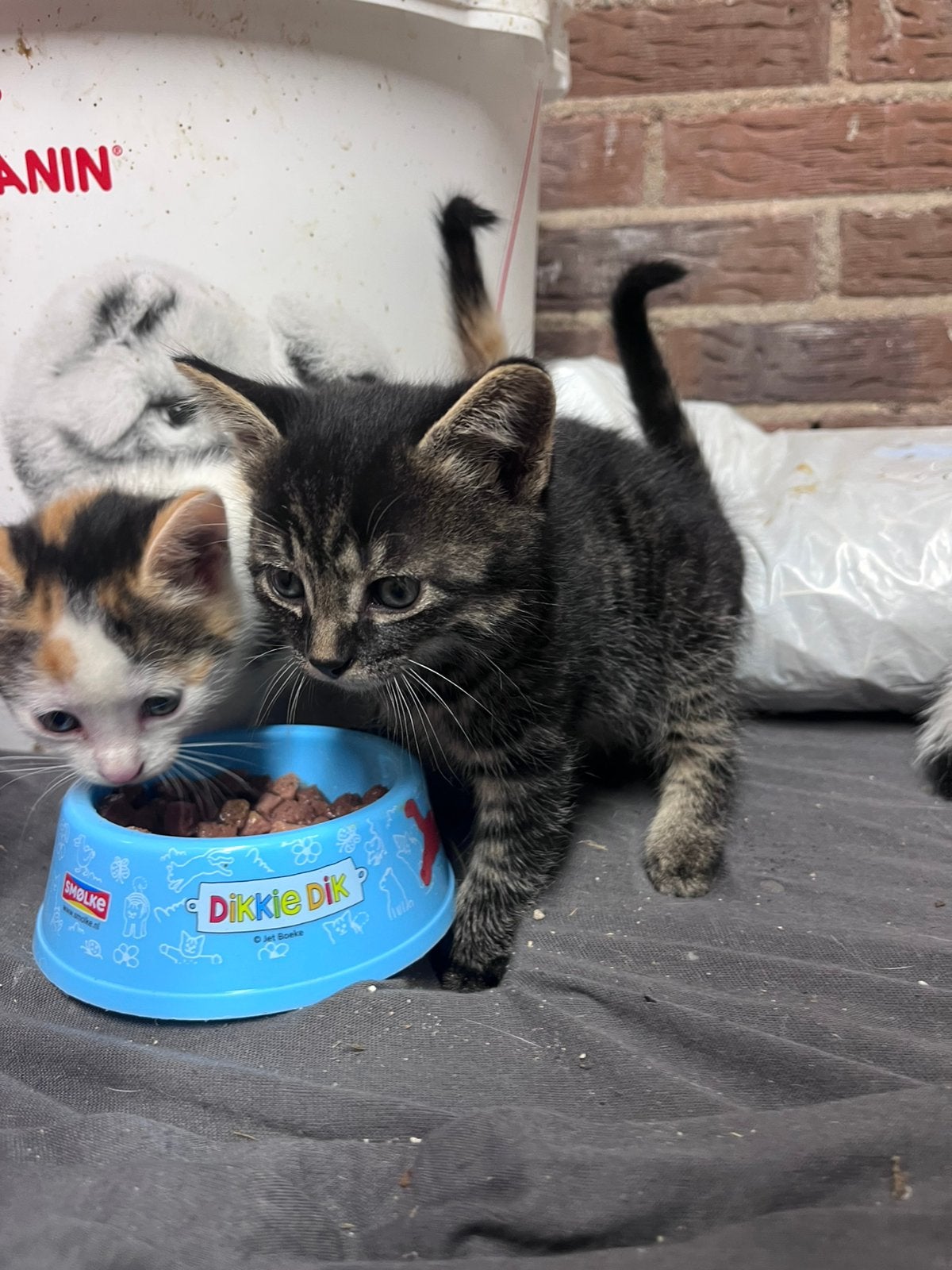 Lieve kittens te koop ontwormt en ontvlooit!, Dieren en Toebehoren, Meerdere dieren, Ontwormd