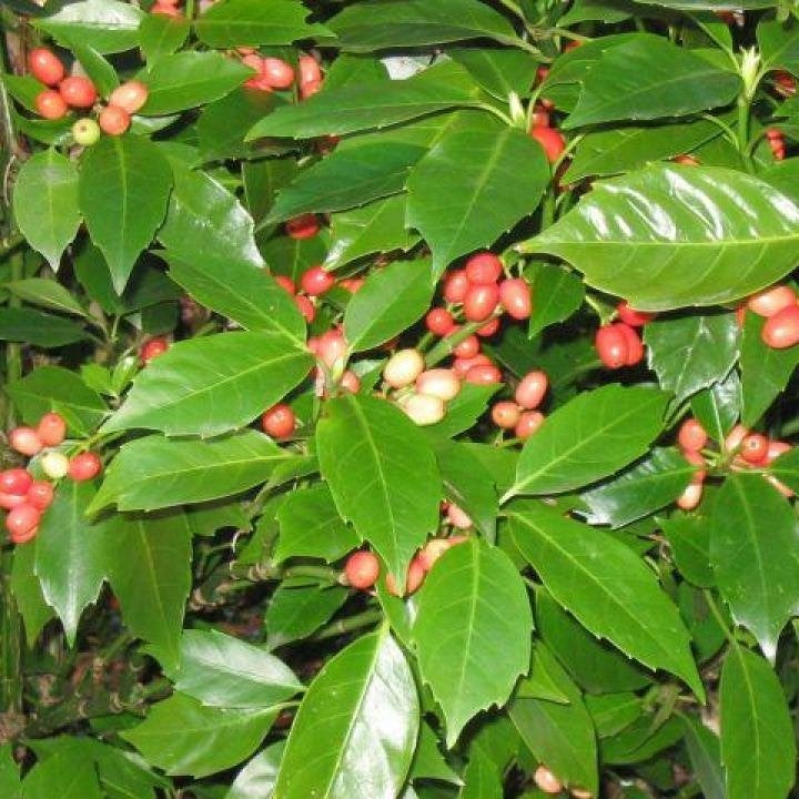 Japanse broodboom, Aucuba japonica, Overige soorten, Vaste plant, Ophalen of Verzenden, Halfschaduw