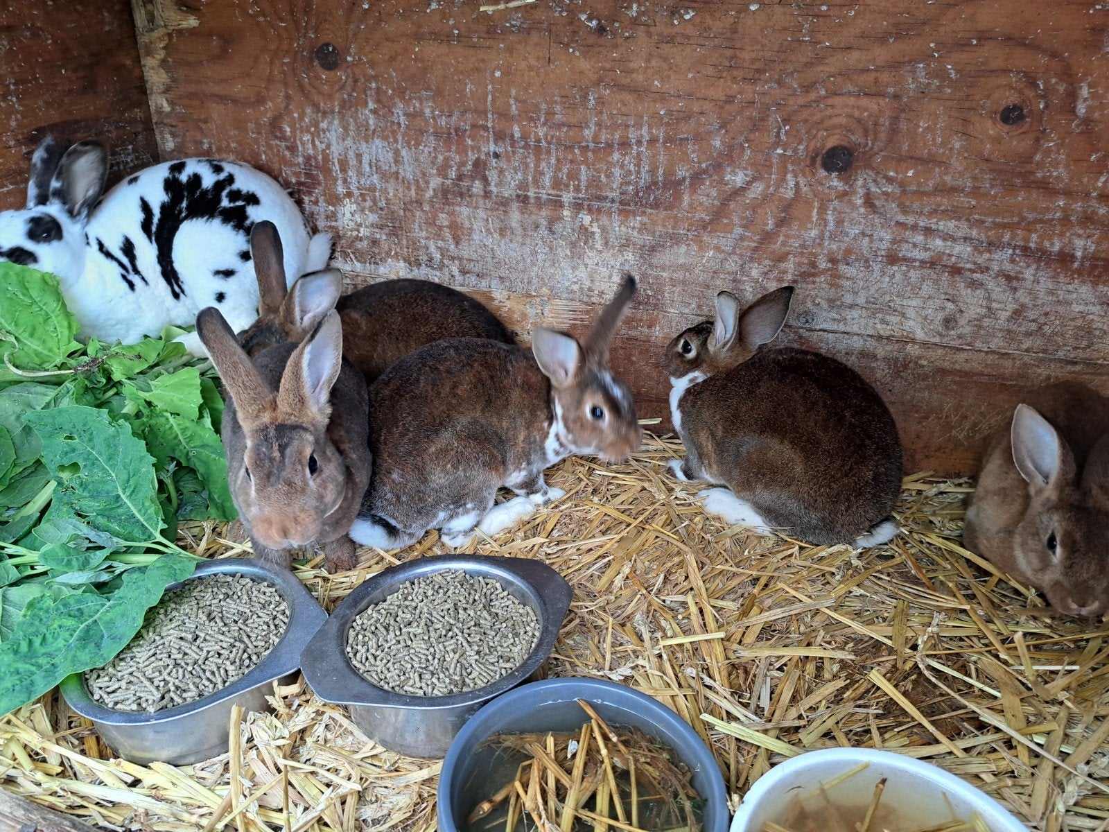 Rex konijnen 12 weken oud eind februari, Dieren en Toebehoren, Knaagdieren, Februari, Meerdere dieren