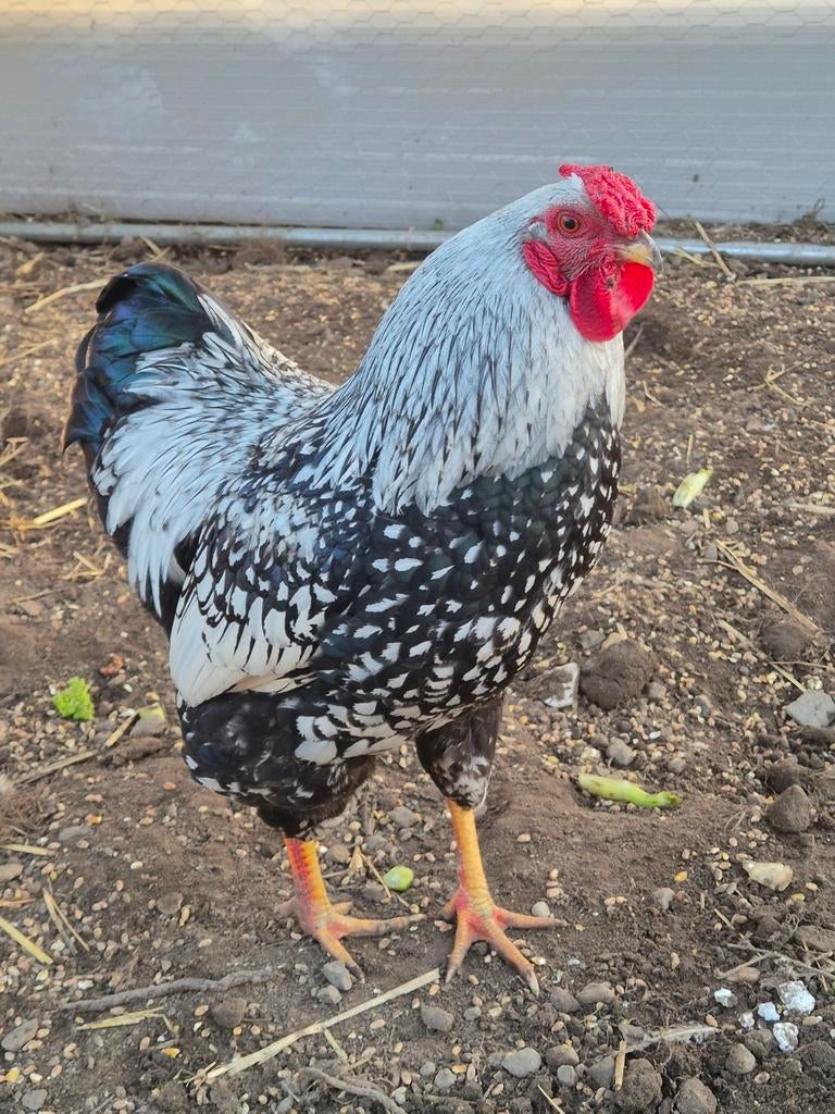 Kuikens wyandotte zilver-zwart & zilver-blauw, Dieren en Toebehoren, Pluimvee, Geslacht onbekend, Kip