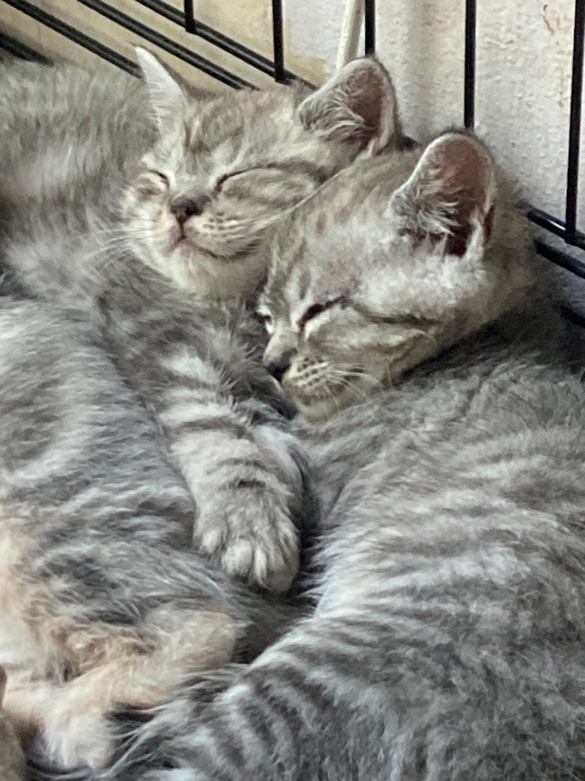 Prachtige Silver Tabby kittens, Meerdere dieren, Ontwormd, 0 tot 2 jaar
