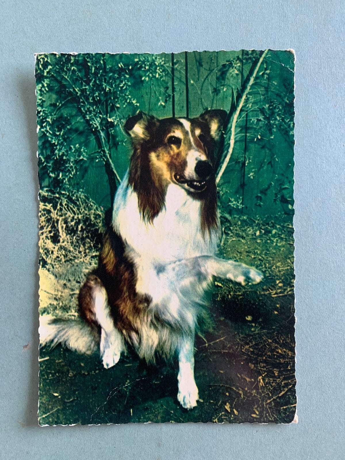 Lassie, Verzamelen, Ophalen of Verzenden, 1960 tot 1980, Ongelopen, Sterren en Beroemdheden