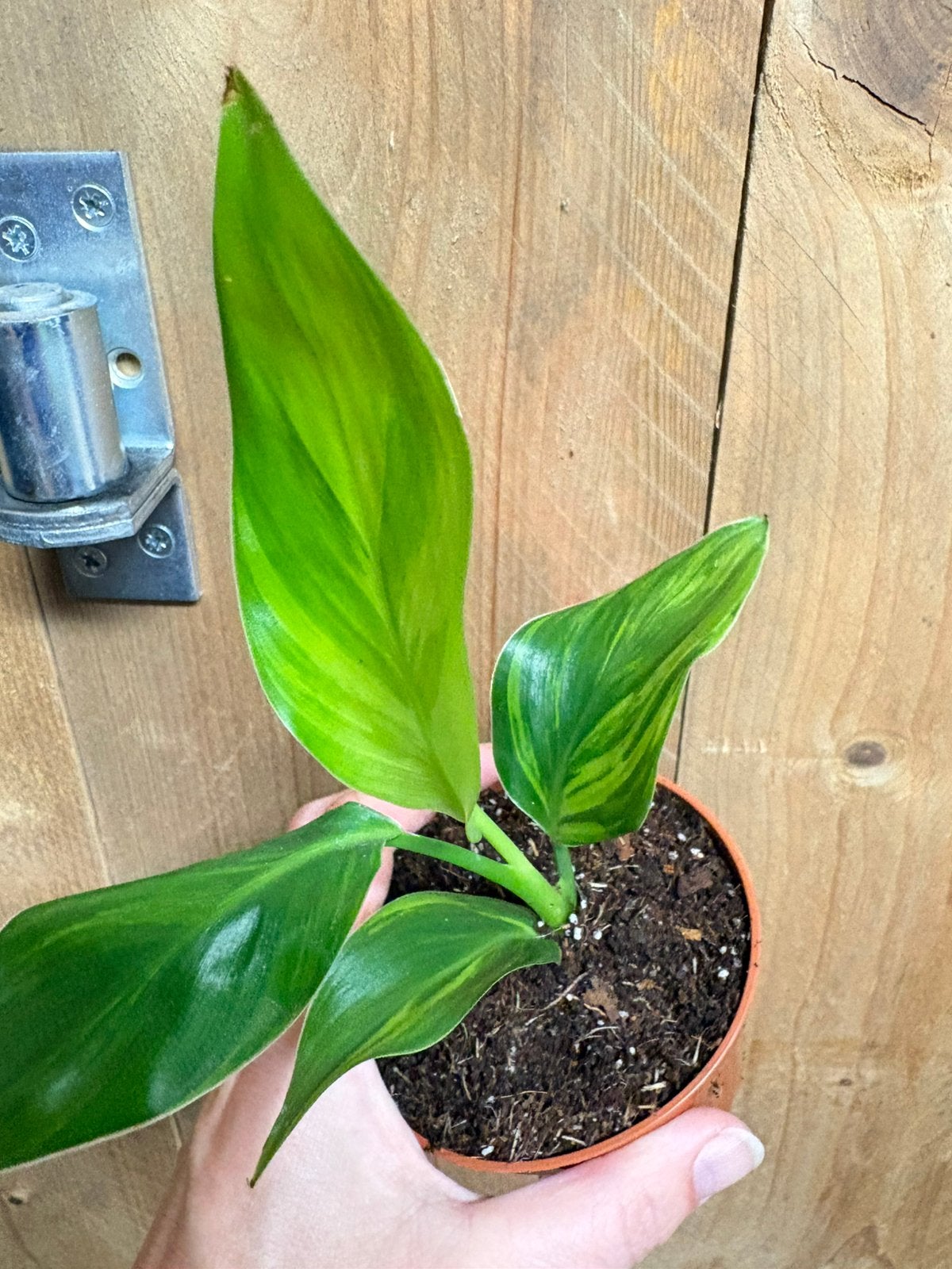Strelitzia nicolai variegata plant lemon lime green, Ophalen of Verzenden, Halfschaduw, Minder dan 100 cm