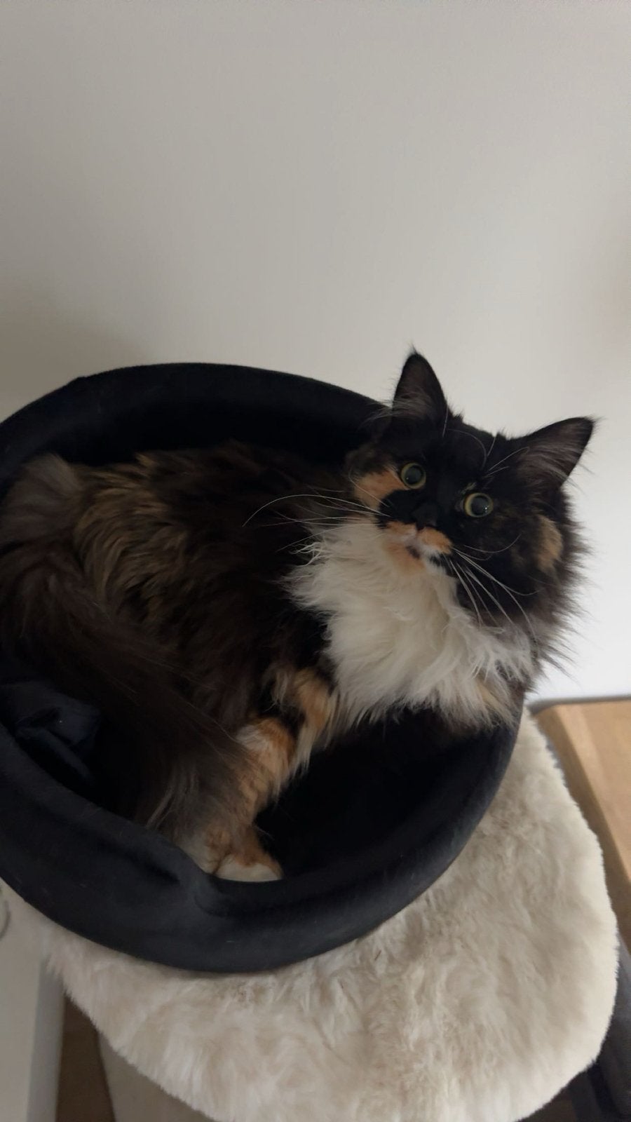 Ragdoll x Britse korthaar poes 2 jaar oud, Poes, Gechipt