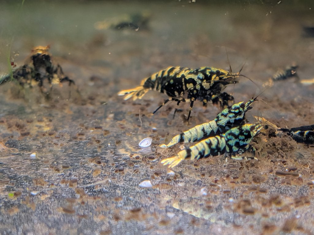 Afval van garnalen na het houden van Caridina Boa., Dieren en Toebehoren, Kreeft, Krab of Garnaal, Zoetwatervis