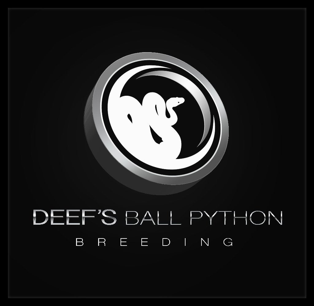 koningspythons baby/juv/adult Ball Python - male for sale from D. Smeets