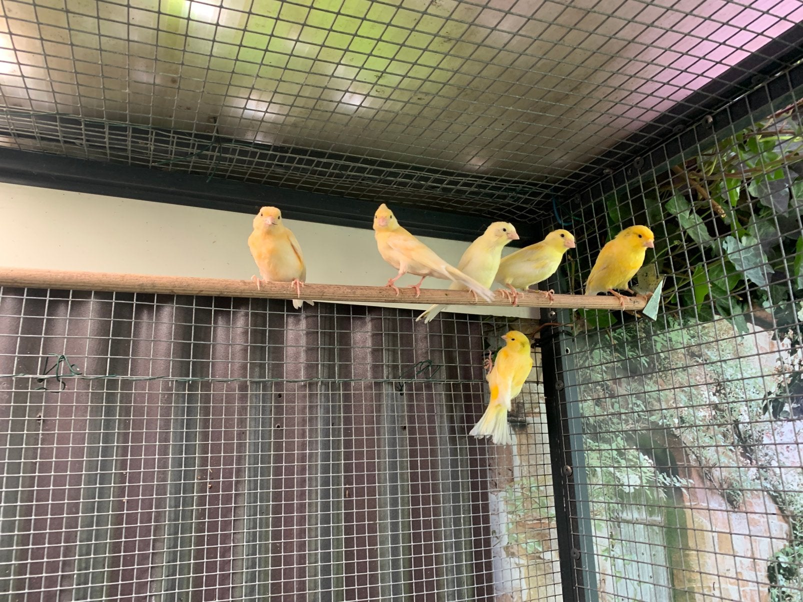 Oranje kanaries en waterslagers, Zangkanarie