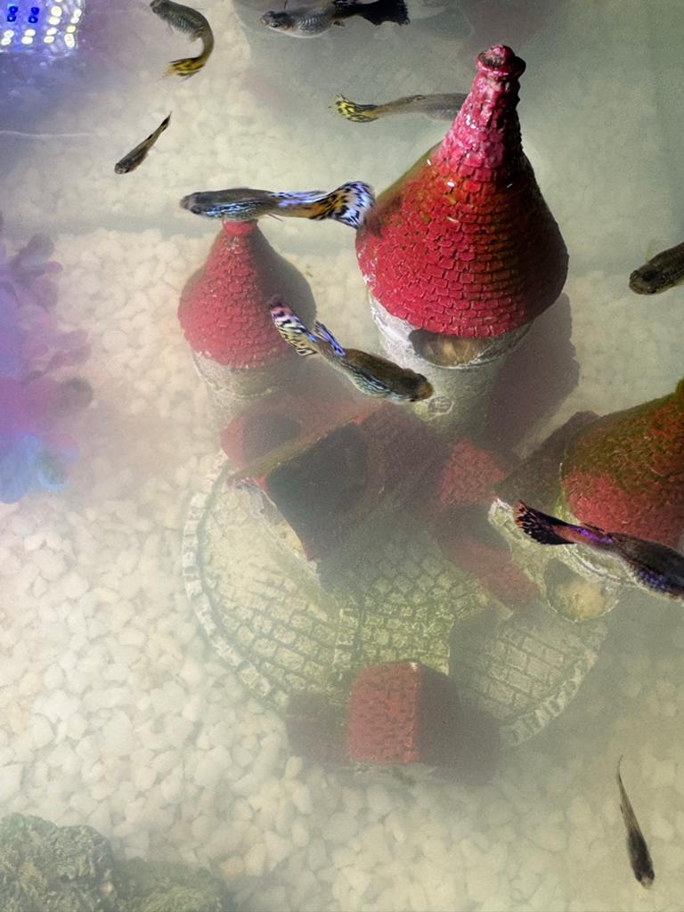 GRATIS guppies op te halen in hoef en haag, Vis