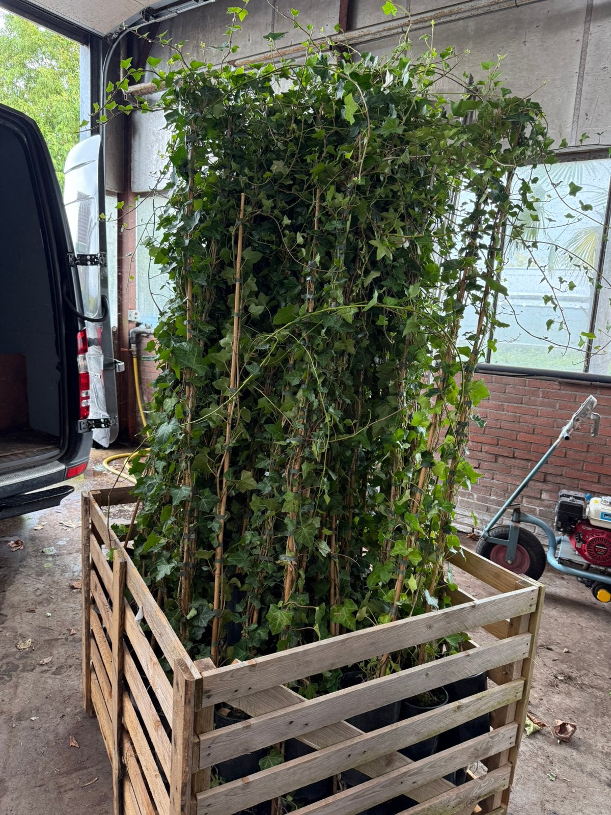 Hedera hoog 180/200 + partij 250st tot 25 st 4,95 daarna3,95, Ophalen, Vaste plant, Bloeit niet, Halfschaduw