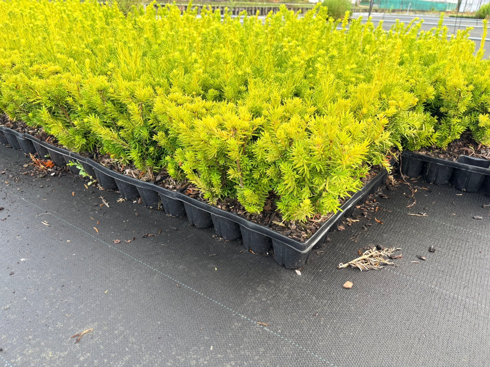 Taxus media 'Densiformis', Ophalen of Verzenden, Taxus, Minder dan 100 cm
