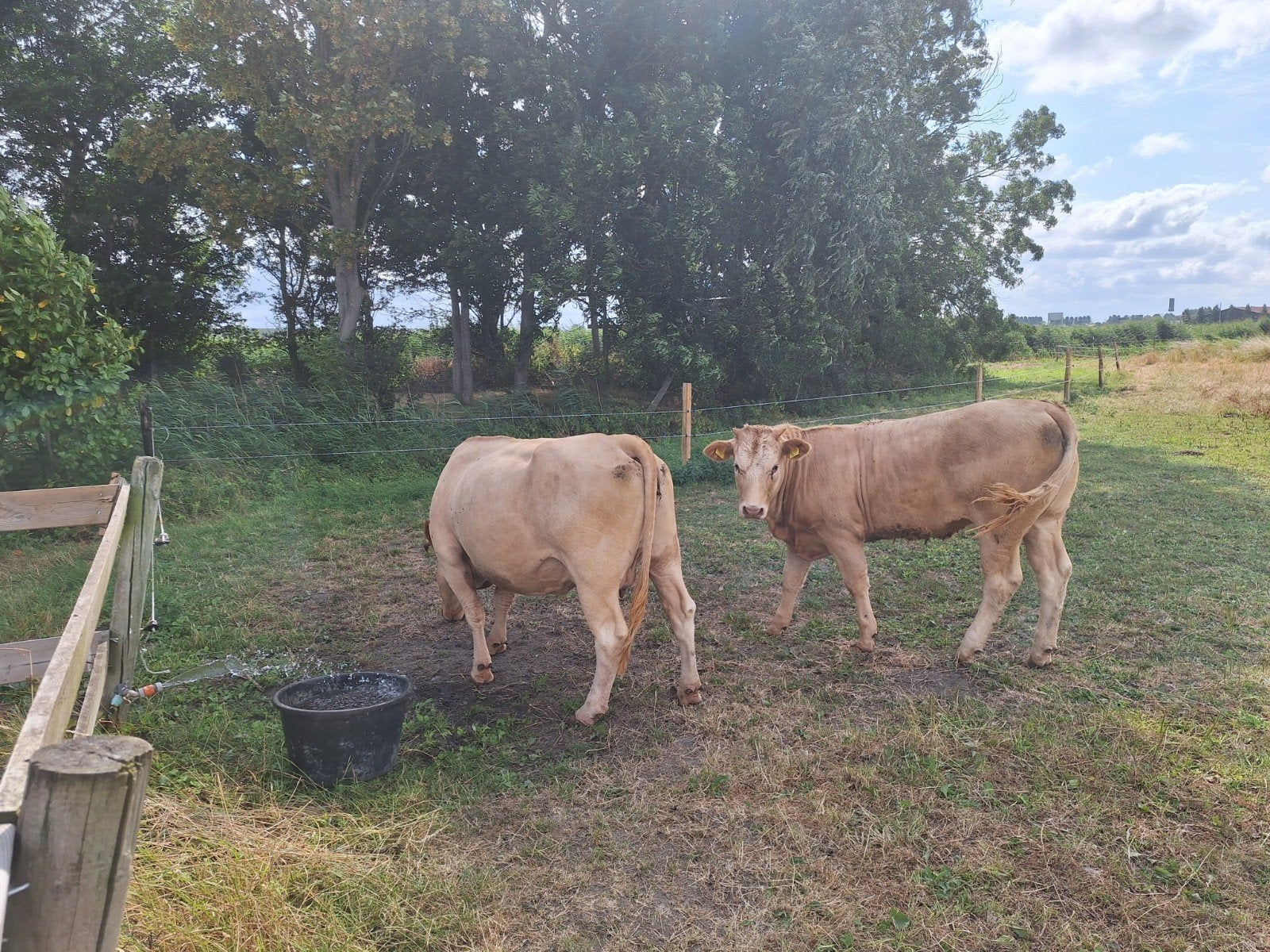 mooie makke koe met kalf, Vrouwelijk