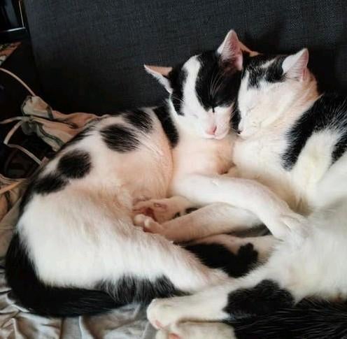 Mickey Leuke kater van 8 maandjes, Kater, Kortharig, 0 tot 2 jaar