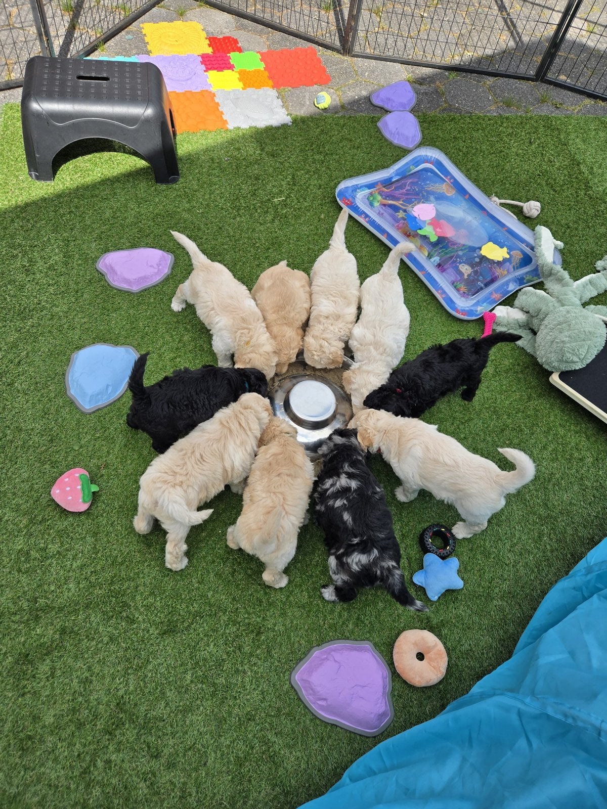 Prachtige labradoodle pups, Dieren en Toebehoren, Honden | Niet-rashonden, Middel, Meerdere dieren, Particulier, Meerdere, Nederland