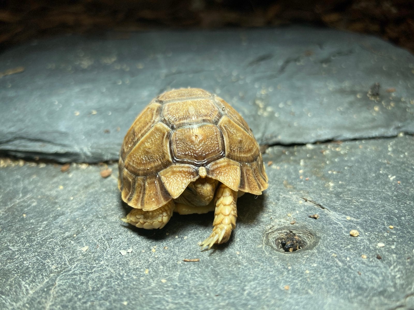 Testudo kleinmanni Egyptische landschildpad